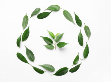 Beyaz arkaplanda yeşil çay yaprakları