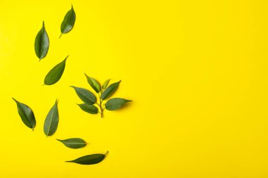 Renkli arkaplanda yeşil çay yaprakları