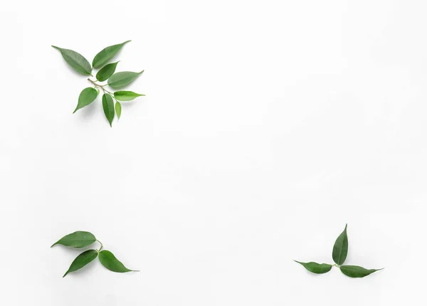 Green Tea Leaves White Background — Stock Photo, Image