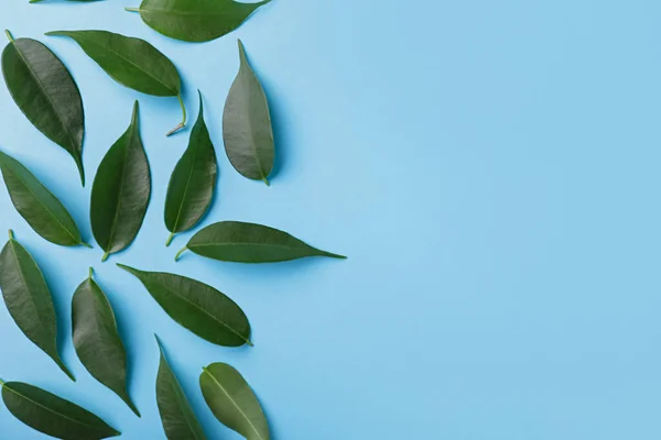 Green Tea Leaves Color Background — Stock Photo, Image