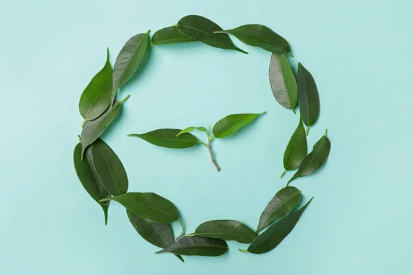 Green Tea Leaves Color Background — Stock Photo, Image