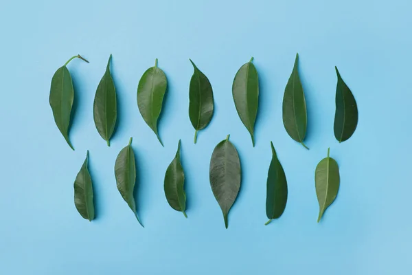 Зеленый Чай Листья Цветном Фоне — стоковое фото
