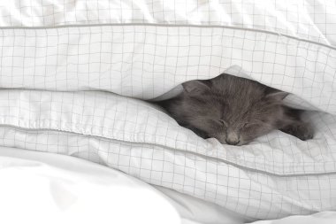 Sıcak battaniyenin altında yatan sevimli kedi. Isınma mevsimi kavramı