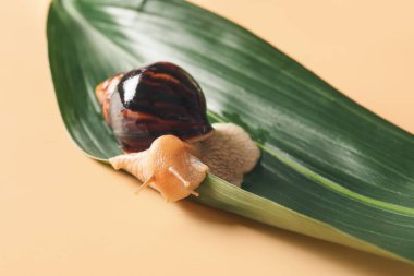 Renkli arkaplanda salyangoz ve yeşil yaprak