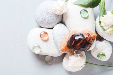 Gri arkaplanda salyangoz, çakıl taşı ve çiçekler