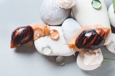 Gri arkaplanda salyangoz, çakıl taşı ve çiçekler