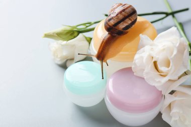 Snail, flowers and cosmetics on grey background clipart