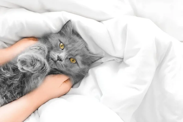 Nette Katze Mit Besitzer Auf Dem Bett Liegend Konzept Der — Stockfoto