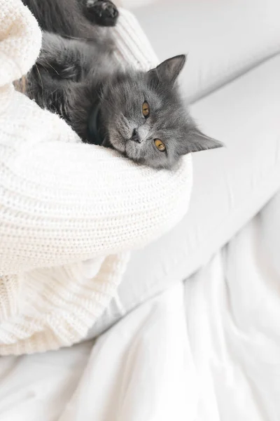 可爱的猫 主人躺在床上休息 供暖季节的概念 — 图库照片