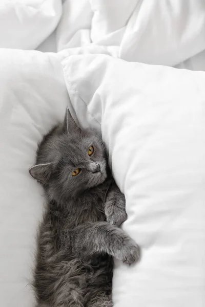 可爱的猫躺在柔软的床上 供暖季节的概念 — 图库照片