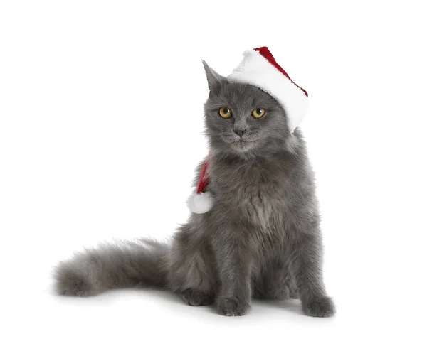 Cute Cat Wearing Santa Claus Hat White Background Concept Heating — Stock Photo, Image