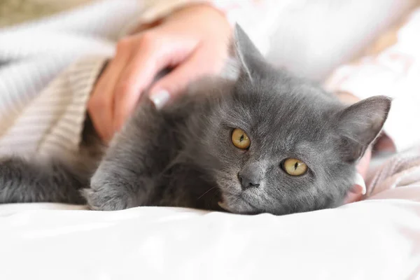 Cute cat with owner resting on bed. Concept of heating season