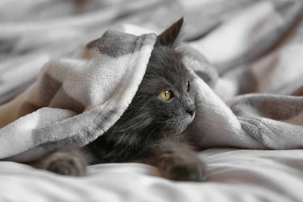 Nette Katze Mit Warmem Plaid Auf Dem Bett Liegend Konzept — Stockfoto