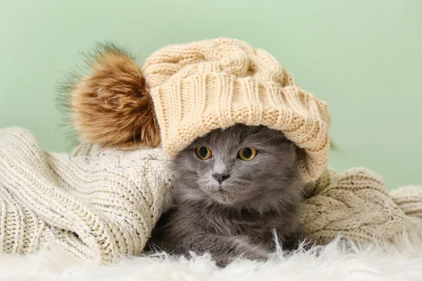 고양이에게는 배경의 격자무늬 아래에 모자를 계절의 — 스톡 사진