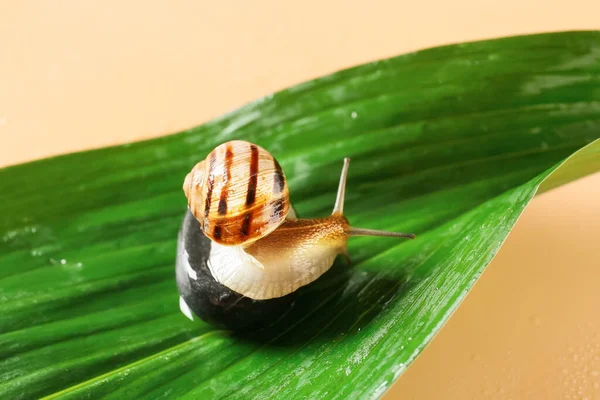 Snail Green Leaf Color Background — Stock Photo, Image
