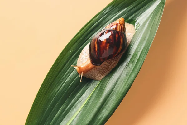 Snail Green Leaf Color Background — Stock Photo, Image