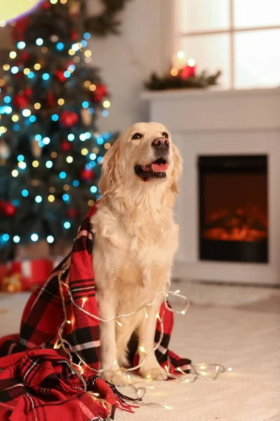 Cute Dog Home Christmas Eve — Stock Photo, Image