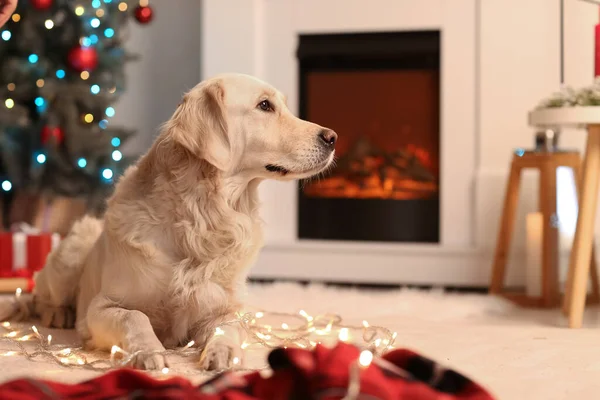 Lindo Perro Casa Nochebuena — Foto de Stock