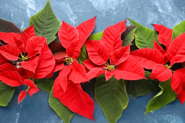 Composición Con Flores Planta Navidad Poinsettia Sobre Fondo Color — Foto de Stock