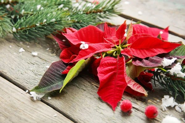 Λουλούδια Από Χριστουγεννιάτικο Φυτό Poinsettia Και Διακόσμηση Ξύλινο Φόντο — Φωτογραφία Αρχείου