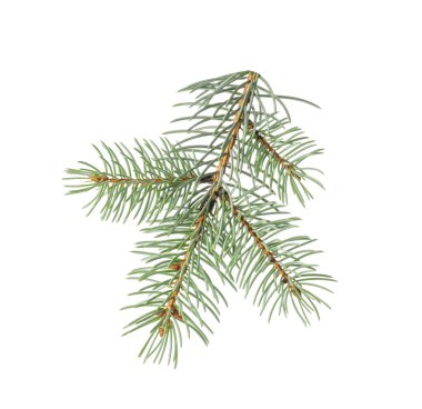 Beyaz arkaplanda Noel ağacı dalı