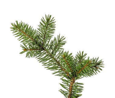 Beyaz arkaplanda Noel ağacı dalı