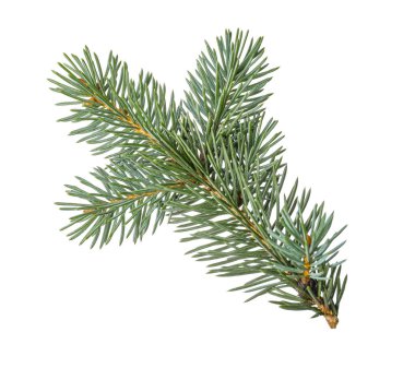 Beyaz arkaplanda Noel ağacı dalı