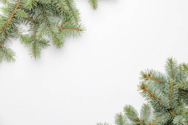 Beyaz arkaplanda Noel ağacı dalları