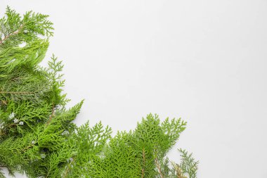 Beyaz arkaplanda Noel ağacı dalları