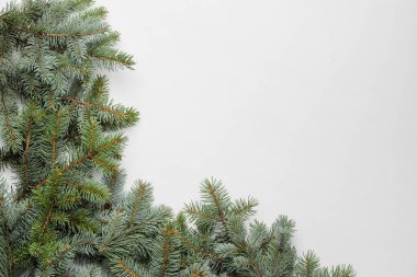 Beyaz arkaplanda Noel ağacı dalları