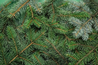 Arka planda Noel ağacı dalları