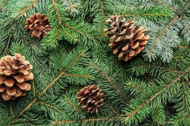 Konili Noel ağacı dalları