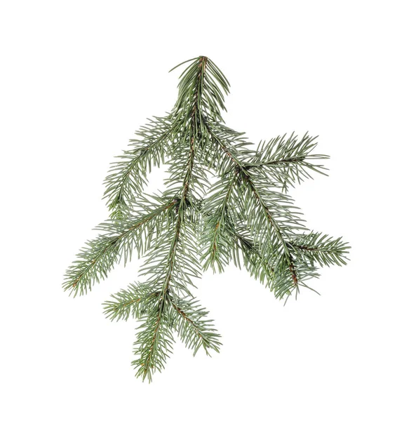 Christmas Tree Branch White Background — Stock Photo, Image