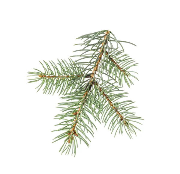 Christmas Tree Branch White Background — Stock Photo, Image