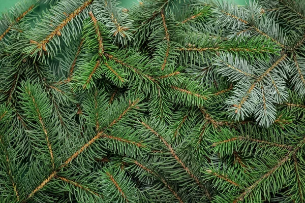 背景としてのクリスマスツリーの枝 — ストック写真