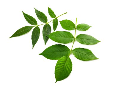 Beyaz arkaplanda kül ağacı dalları