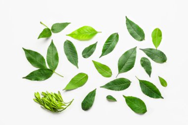 Beyaz arkaplanda yeşil kül yaprakları