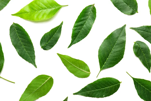 Grüne Eschenblätter Auf Weißem Hintergrund — Stockfoto