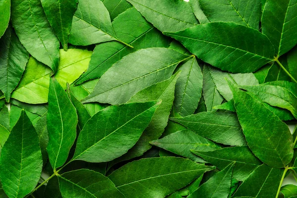 Green ash leaves as background