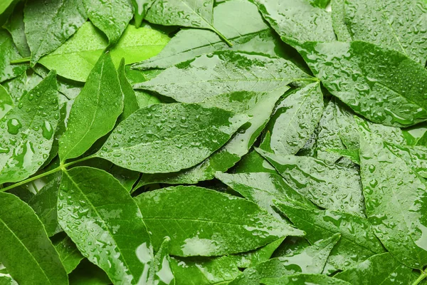 Natte Groene Bladeren Als Achtergrond — Stockfoto