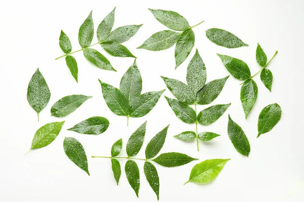 Wet Green Ash Leaves White Background — Stock Photo, Image