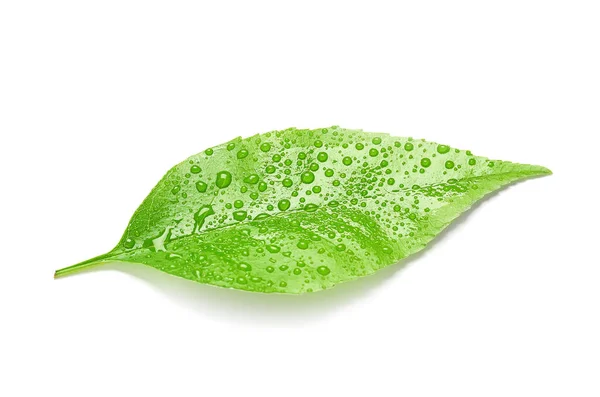 Wet Green Ash Leaf White Background — Stock Photo, Image