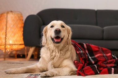 Evde sıcak ekoseyle kaplı şirin bir köpek. Isınma mevsimi kavramı