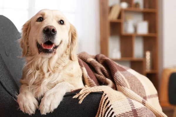 Leuke Hond Bedekt Met Warme Ruitjes Thuis Begrip Verwarmingsseizoen — Stockfoto