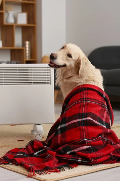 Cute Dog Covered Warm Plaid Radiator Concept Heating Season — Stock Photo, Image