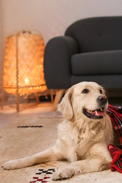 Leuke Hond Bedekt Met Warme Ruitjes Thuis Begrip Verwarmingsseizoen — Stockfoto