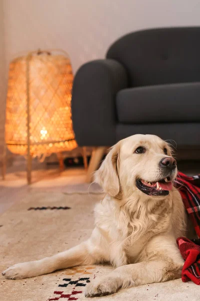 Sød Hund Dækket Med Varm Plaid Derhjemme Begrebet Varmesæson - Stock-foto