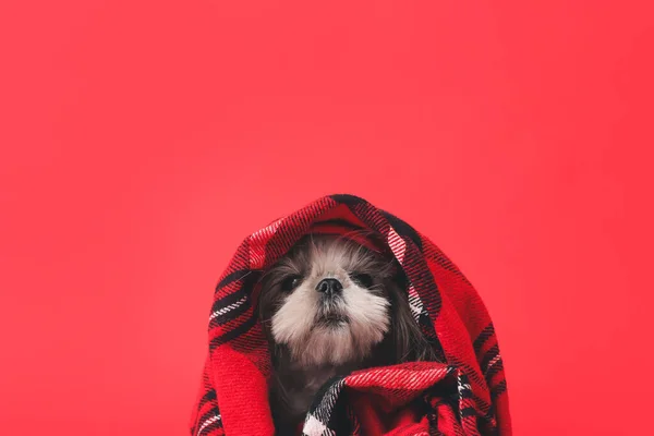 Cute Dog Warm Plaid Color Background Concept Heating Season — Stock Photo, Image