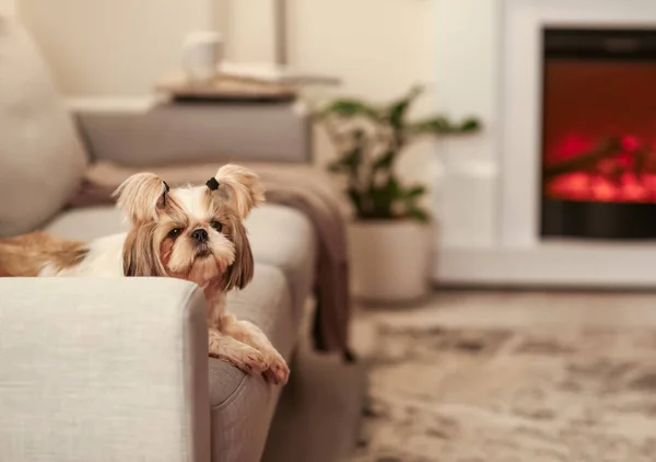 Anjing Lucu Sofa Kamar Dengan Perapian Konsep Musim Pemanas — Stok Foto