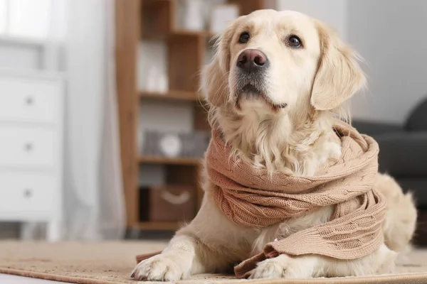 Cute Dog Warm Scarf Home Concept Heating Season — Stock Photo, Image